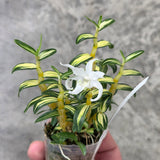 Dendrobium moniliforme Hakutsuru 白鶴