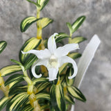 Dendrobium moniliforme Hakutsuru 白鶴