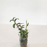 Dendrobium moniforme Rashatsubame 羅紗燕