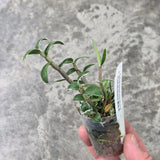 Dendrobium moniforme Rashatsubame 羅紗燕
