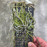 Chiloschista parishii