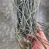 Chiloschista viridiflava