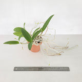 Cattleya bicolor