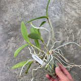 Cattleya bicolor