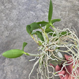 Cattleya forbesii