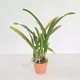 Oncidium Jiuhbao Gold 'Tainan' AM/AOS