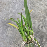 Oncidium Jiuhbao Gold 'Tainan' AM/AOS