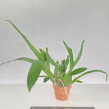Oncidium Sharry Baby 'Sweet Fragrance' AM/AOS
