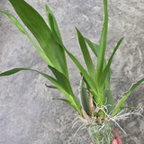 Oncidium Sharry Baby 'Sweet Fragrance' AM/AOS