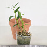 Dendrobium moniliforme 'Kyoubeni x Tsubaki Hime'