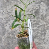Dendrobium moniliforme 'Kyoubeni x Tsubaki Hime'