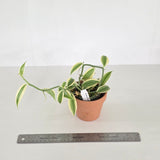 Vanilla somae albomarginata
