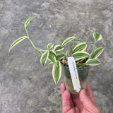Vanilla somae albomarginata