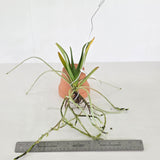 Vandaenopsis Prapin