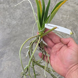 Vandaenopsis Prapin