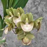 Catasetum Carmenbaranda Panama 'MOC5'
