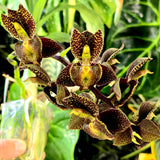 Catasetum Maquiabelo 'MOC2'