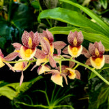 Catasetum Francisco Berrios Gines 'MOC1'