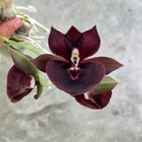 Catasetum Maria Mercado 'MOC1'