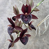 Catasetum Carmenbaranda Panama 'MOC4'