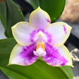Phal. Yang Yang Pink Mary x Mituo Reflex x Dragon’Blue-2’