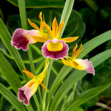 Galeandra greenwoodiana 'MOC1'
