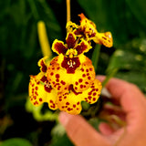Tolumnia Jairak Flyer 'Ladybug'