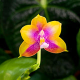 Phal. (Yaphon Red Bear x Mituo Prince) 'MS'