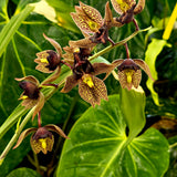 Catasetum Boggieman Phone Home 'MOC1'