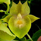 Catasetum David and Lee XOXO 'MOC1'