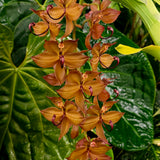 Cycnoches cooperi 'MOC1'