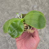 Phal. Norman’s Blue Jennifer '#2 blue' x Mainshow Blue Elf '#1' (QA117)