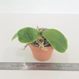 Phal. Norman’s Blue Jennifer '#2 blue' x Mainshow Blue Elf '#1' (QA117)