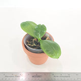 Phal. sumatrana x sib