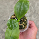 Phal. sumatrana x sib
