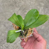 Phal. Lioulin Blue Peacock x (Happy Camping x Lioulin Blue Fifi (MY-66)