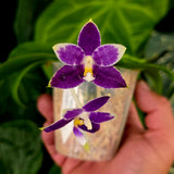 Phal. Lioulin Blue Peacock x (Happy Camping x Lioulin Blue Fifi (MY-66)