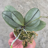 Phal. philippinensis x Jennifer Palermo