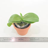 Phal. Mainshow Sunshine 'Green' (QM158)