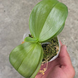 Phal. Mainshow Sunshine 'Green' (QM158)