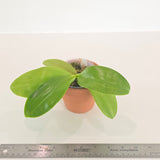 Phal. Joy Spring Canary ‘Green Lotus’ x Mituo Specio Prince