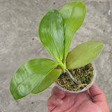 Phal. Joy Spring Canary ‘Green Lotus’ x Mituo Specio Prince