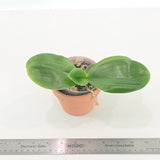 Phal. KS Golden Zebra x Yaphon Lover (QA094)