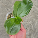 Phal. KS Golden Zebra x Yaphon Lover (QA094)