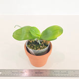 Phal. (Yaphon Red Bear x Mituo Prince) 'MS'