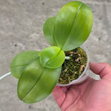 Phal. (Yaphon Red Bear x Mituo Prince) 'MS'