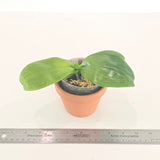 Phal. KS Blue Ludde 'Big Spots' x Mainshow Sapphire 'Best' (QA128)