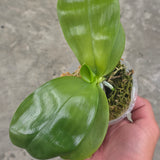 Phal. KS Blue Ludde 'Big Spots' x Mainshow Sapphire 'Best' (QA128)