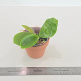 Phal. Mainshow Colourful 'light large' x Yaphon Lover 'Yellow' (QA141)