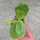 Phal. Mainshow Colourful 'light large' x Yaphon Lover 'Yellow' (QA141)